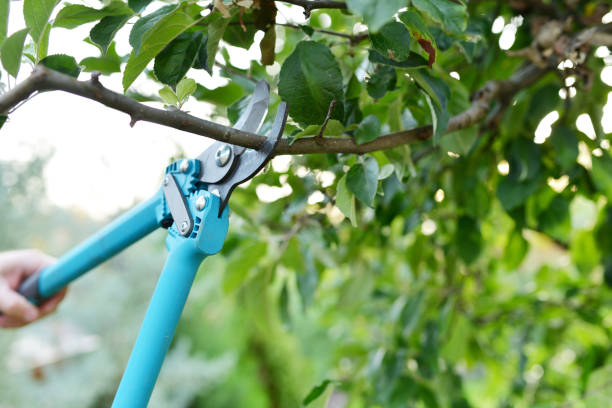 Tree Root Removal in Jarrettsville, MD